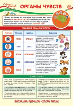 Школьный плакат "Окружающий мир в начальной школе. Органы чувств" ПО-13976