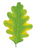 Вырубная фигурка из картона "Листочек дубовый осенний зелёно-жёлтый" М-15373