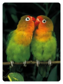 Магнит виниловый "Неразлучники" 15.11.02330